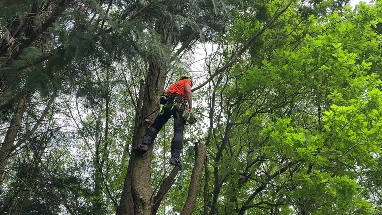 Best Tree Removal  in Mount Vernon, AL